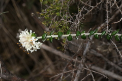 Pimelea nivea