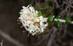 Pimelea nivea