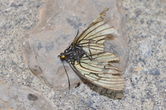 Hestina persimilis