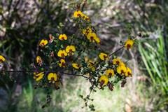 Bossiaea cordigera