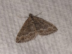 Perizoma custodiata