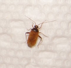 Phytocoris ramosus
