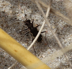 Neocicindela tuberculata