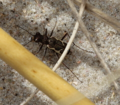 Neocicindela tuberculata