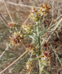 Centaurea parviflora image