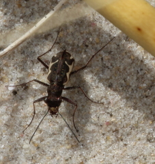 Neocicindela tuberculata