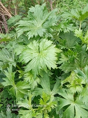 Aconitum leucostomum, photograph Михаил Орлов, CC BY, iNaturalist via GBIF