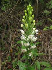 Habenaria monorrhiza