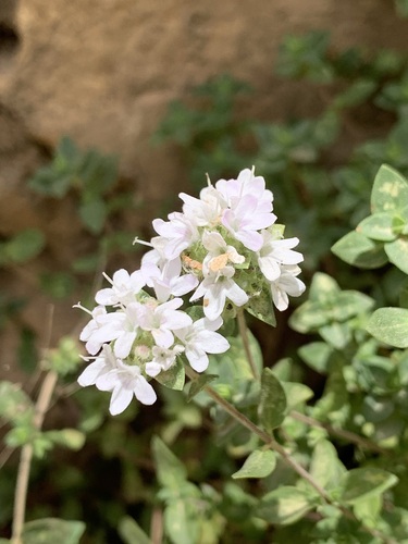 Thymus eriocalyx