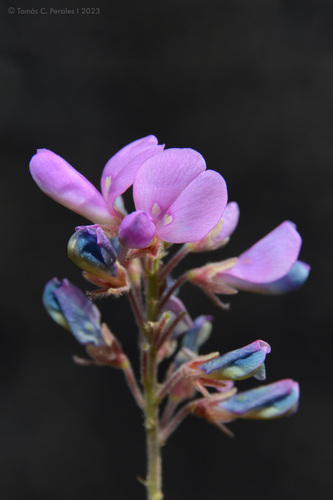 Desmodium cuneatum