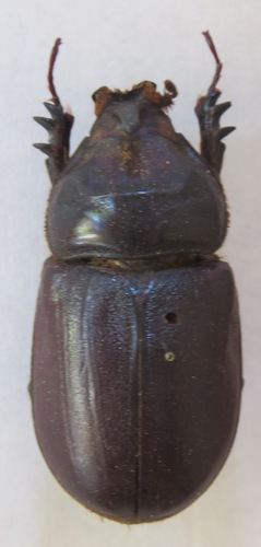 Oryctes owariensis