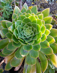 Aeonium arboreum arboreum