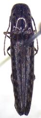Psiloniscus sticticus