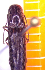 Psiloniscus sticticus