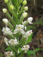 Habenaria monorrhiza
