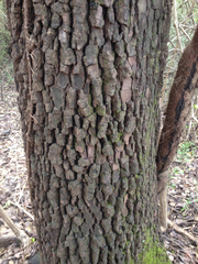 Diospyros virginiana
