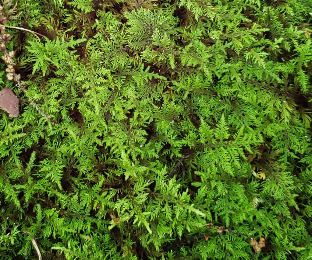 delicate fern moss from Dekalb County, GA, USA on May 26, 2023 at 10:27 ...