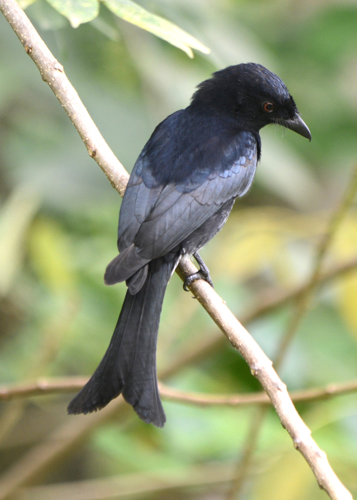 Velvet-mantled Drongo photo