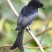 Velvet-mantled Drongo - Photo (c) ddk_photos, some rights reserved (CC BY-NC)