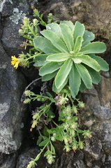 Crepidiastrum lanceolatum