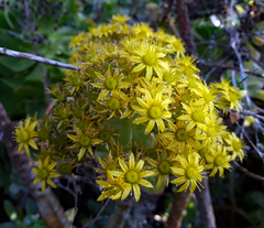 Aeonium arboreum arboreum