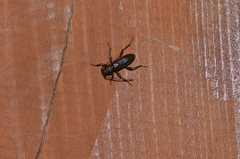 Trichoferus campestris