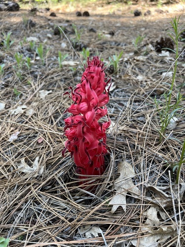 iNaturalist observation photo of Snowplant
