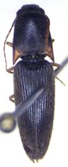 Elateridae