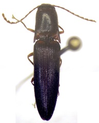 Elateridae
