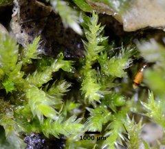 Homalothecium arenarium