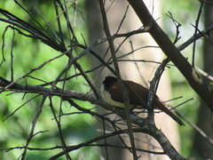 Campylorhynchus chiapensis