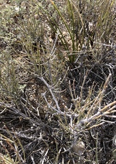 Ephedra trifurca