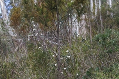 Pimelea nivea