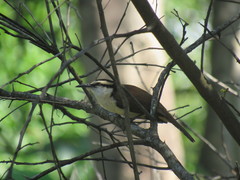 Campylorhynchus chiapensis