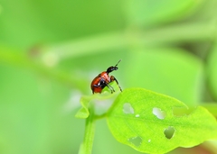 Apoderinae