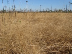 Kellochloa verrucosa