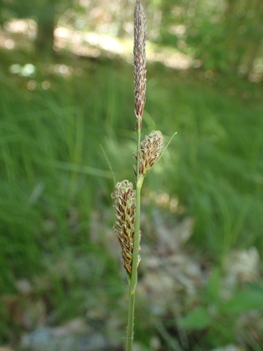 Image of Carex vestita by (c) John Baur, some rights reserved (CC BY)