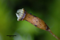 Homalothecium arenarium