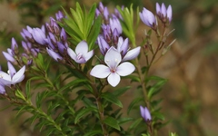 Veronica formosa