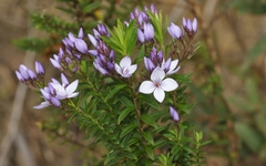 Veronica formosa