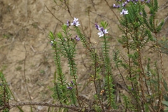 Veronica formosa