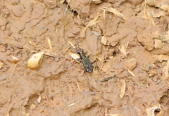 Cylindera