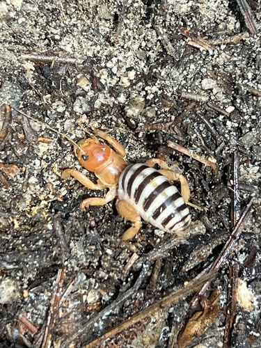 iNaturalist observation photo of North American Jerusalem Crickets