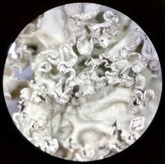 Parmotrema neodiffractaicum