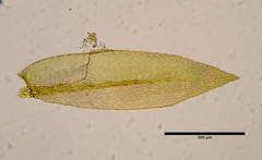 Homalothecium arenarium