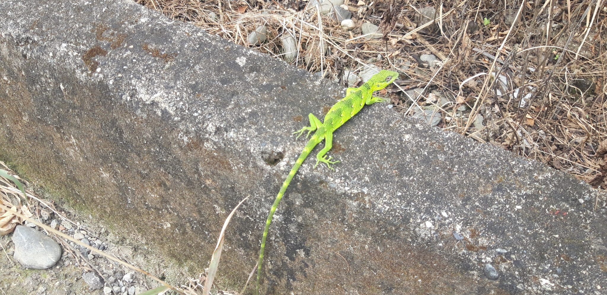 Polychrus femoralis image