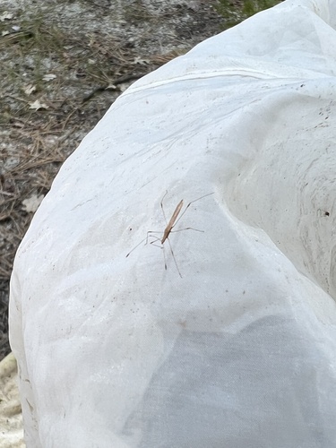 iNaturalist observation photo of Jalysus