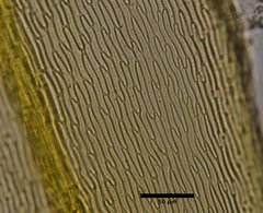 Homalothecium arenarium