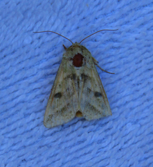Noctuidae