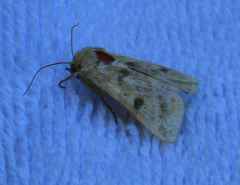 Noctuidae